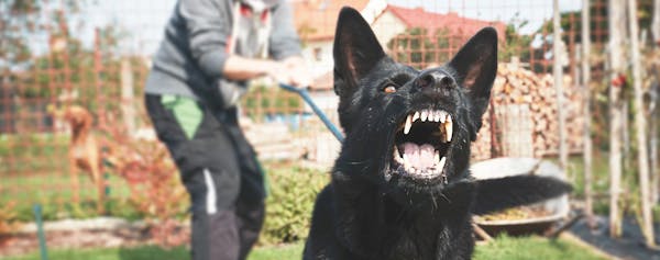 Dog Barking - Dog Bit Banner