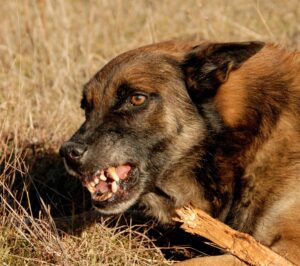 Damages To Pursue After a Dog Bite | Frenkel & Frenkel