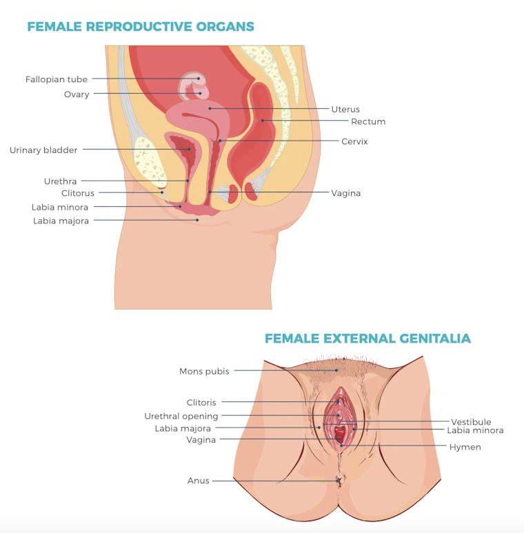 Female reproductive organs