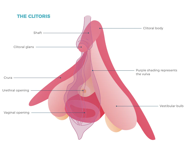 The clitoris diagram