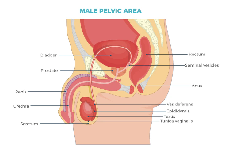 Male pelvic area