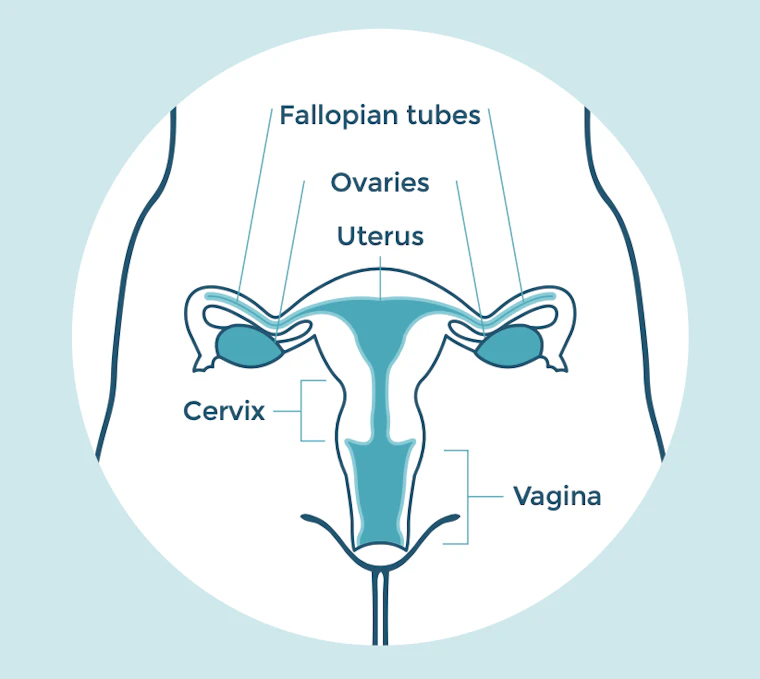 OVARY-DIAGRAM