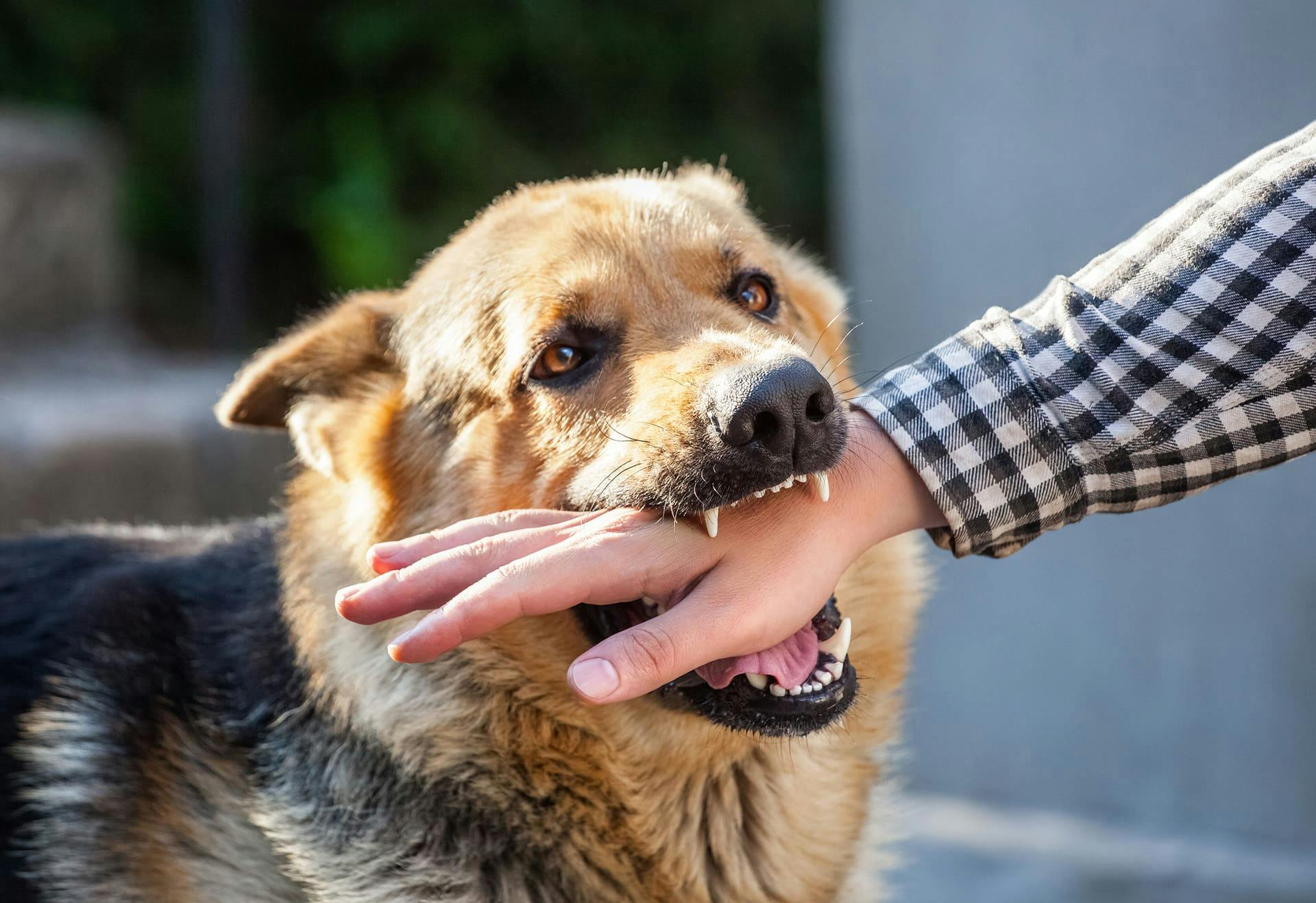 Dog biting a hand