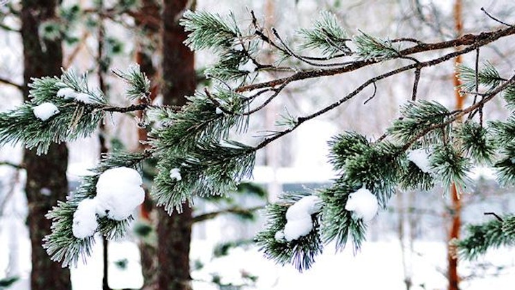 männyn oksa lumen peitossa