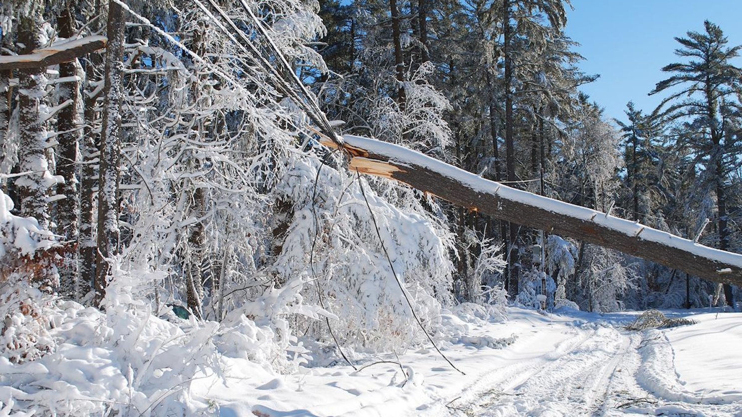 kaatunut puu keskellä lumista tietä