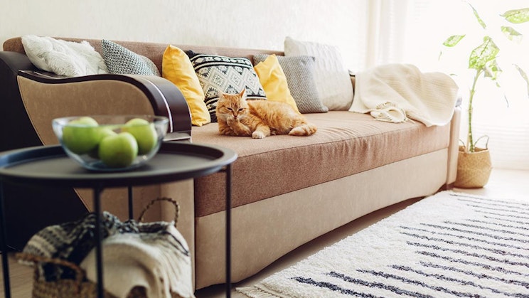 kissa makaa sohvalla pöydän vieressä