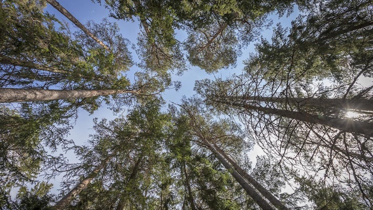 katselee korkeiden puiden latvoja