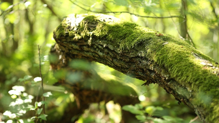 sammaloitunut puun oksa keskellä metsää
