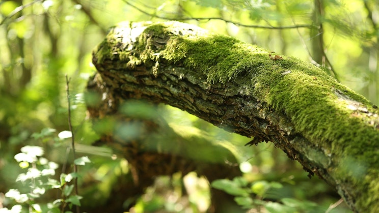sammaloitunut puun oksa keskellä metsää