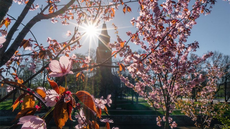 aurinko paistaa kukkivan puun oksien läpi