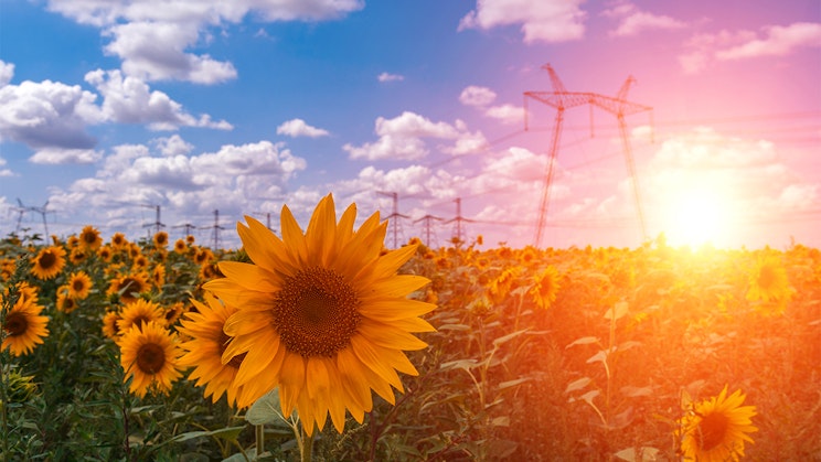 auringonkukkipelto, jonka taustalla on sähköjohto
