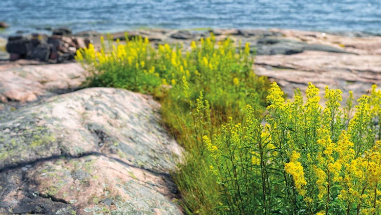 Rantakallio, jonka vieressä kasvaa keltaisia kukkia.