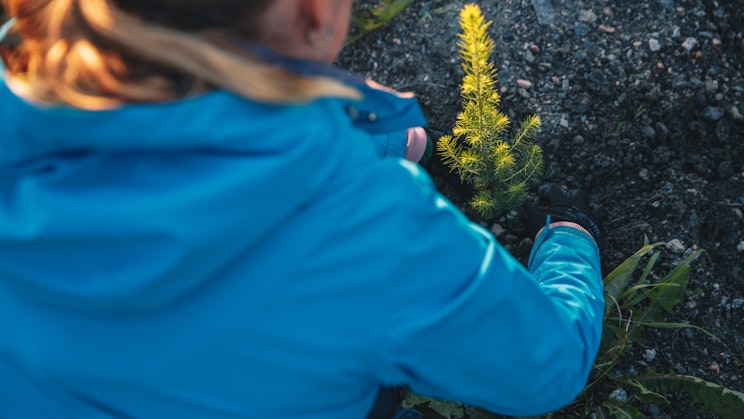 Henkilö sinisessä takissa istuttamassa puun taimea.