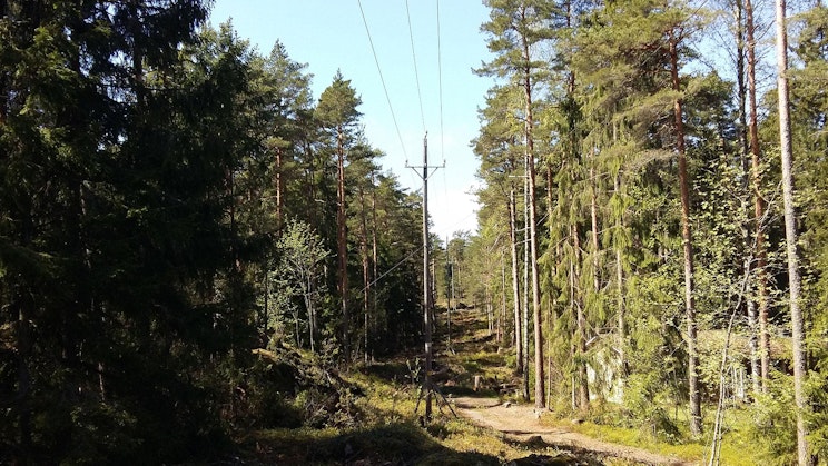 hiekkatie keskellä metsää