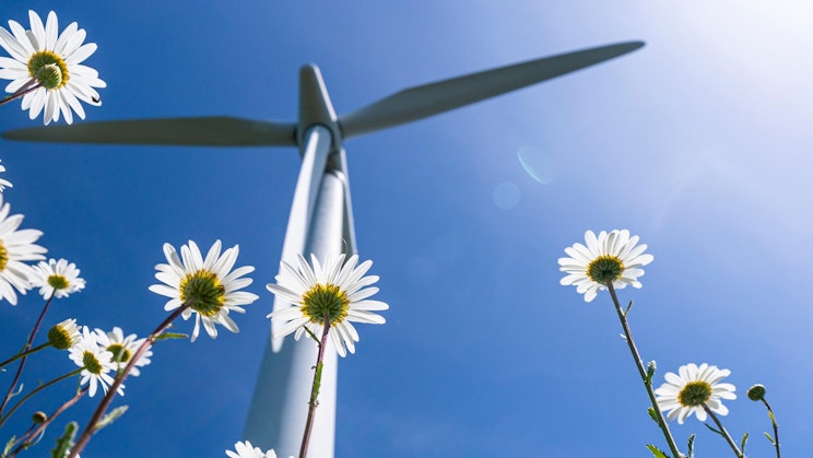 tuuliturbiini ja päivänkakkarat aurinkoisena päivänä