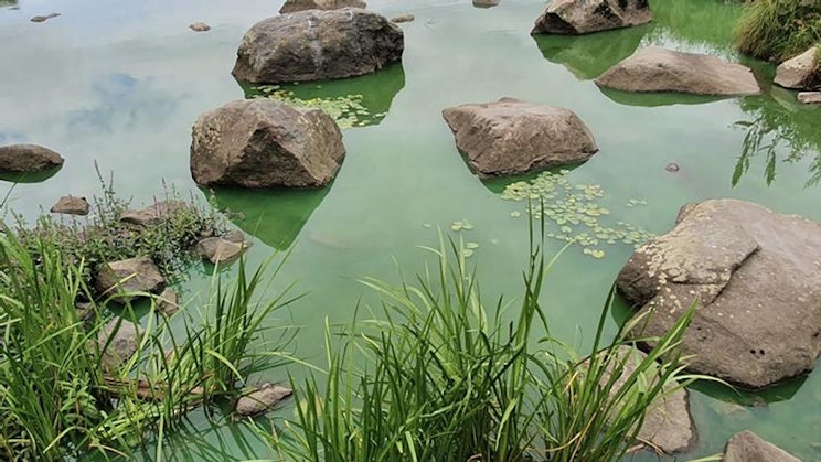 Kuvassa puro jossa on vihreää vettä