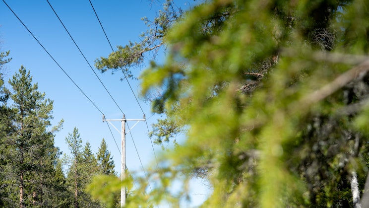 Kuvassa sähköverkot ja niiden ympärillä puita