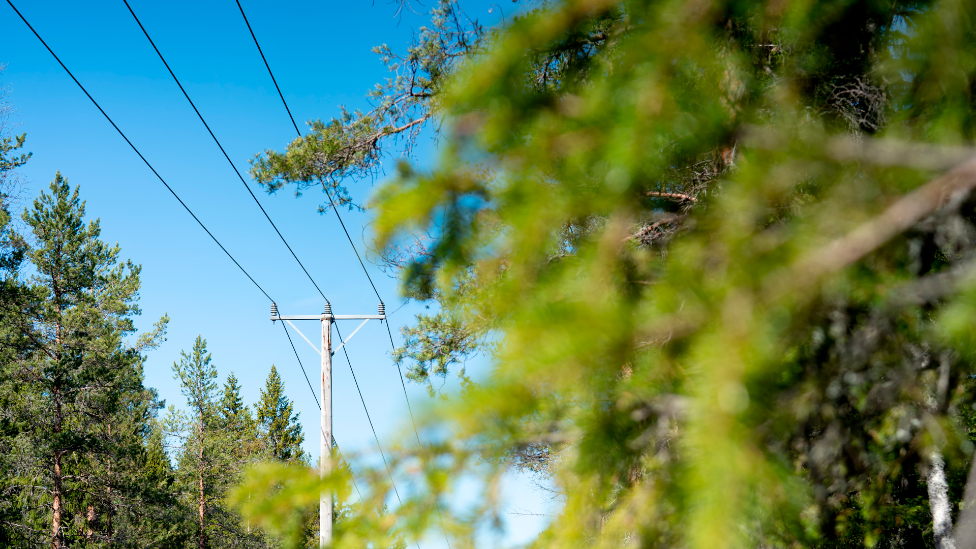 Sähkölinja kulkee metsämaiseman halki kirkkaana kesäpäivänä. Pylväs ja johdot näkyvät puiden keskellä sinistä taivasta vasten.