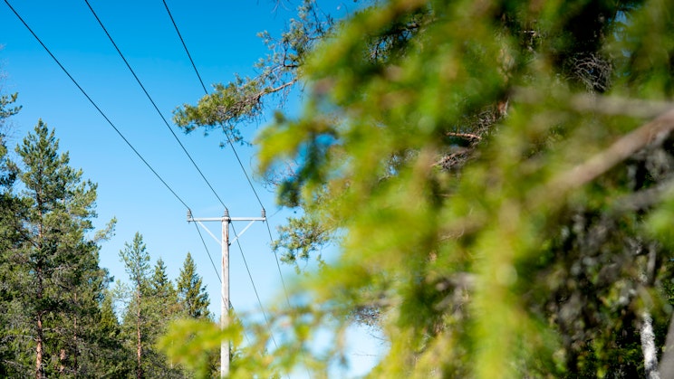 Sähkölinja kulkee metsämaiseman halki kirkkaana kesäpäivänä. Pylväs ja johdot näkyvät puiden keskellä sinistä taivasta vasten.