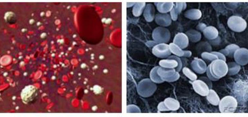 close up of red and white blood cells