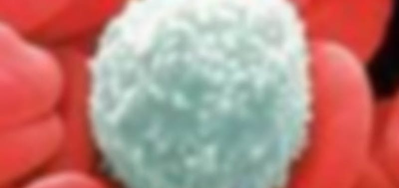 macro image of a cell