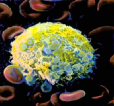 picture of cells