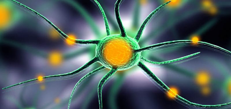 macro image of a cell