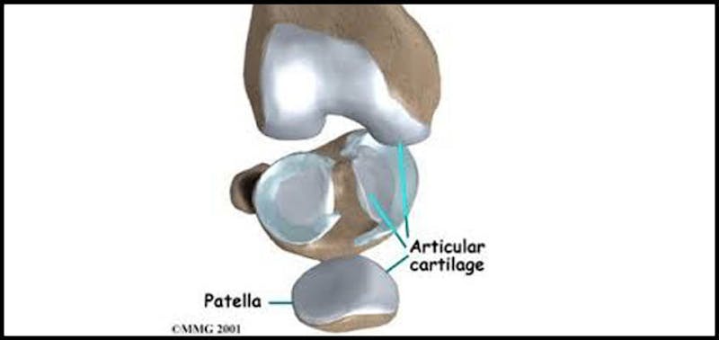 macro image of bones