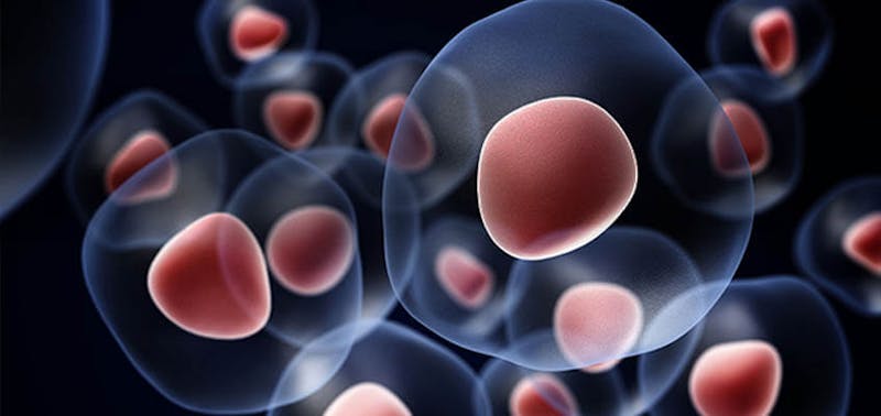 cells