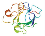 Keratinocyte-growth-factor