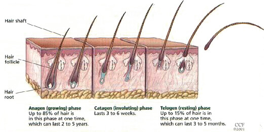 Female Shedding Hair Stress Covid-19