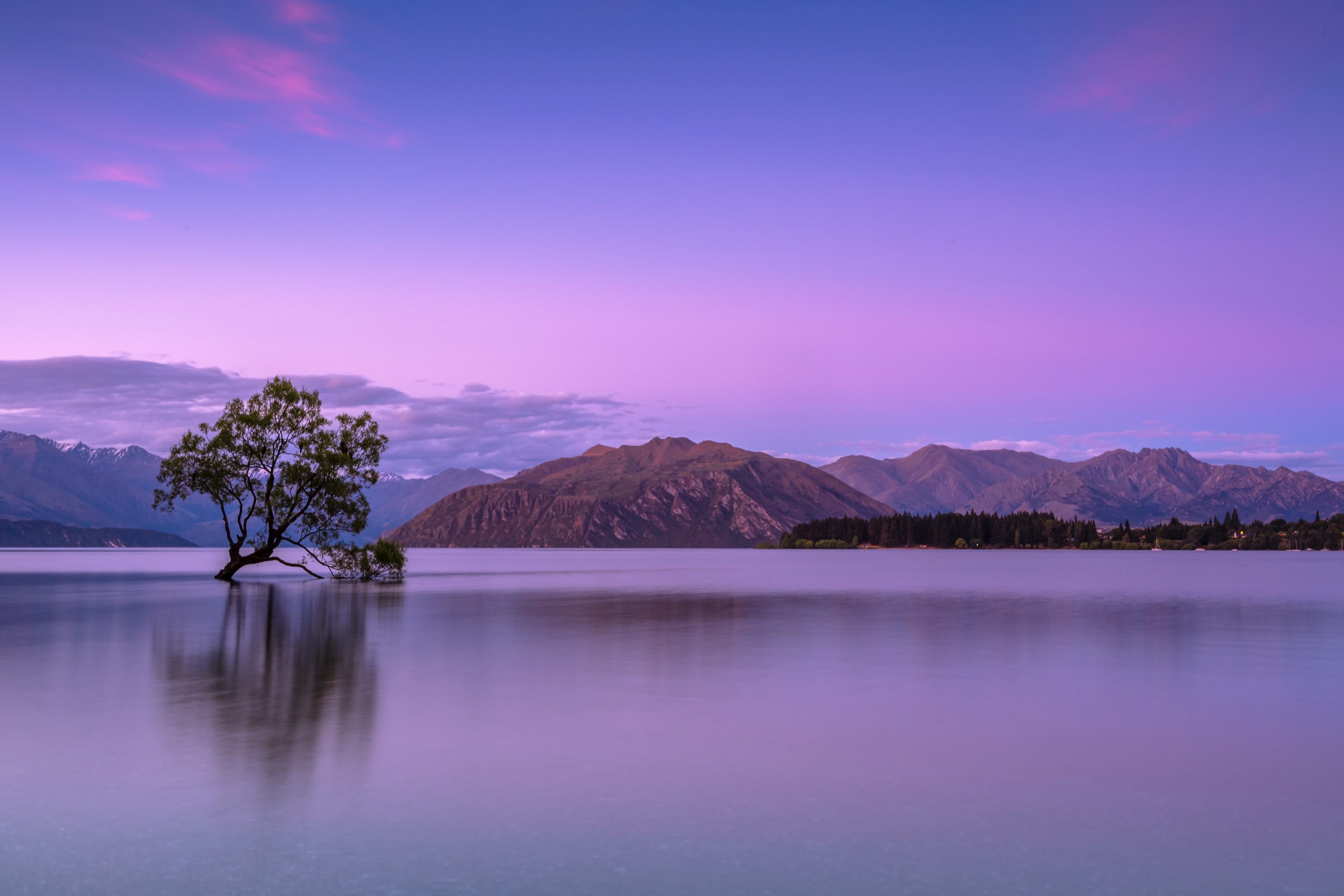 Tree on a mountain lake