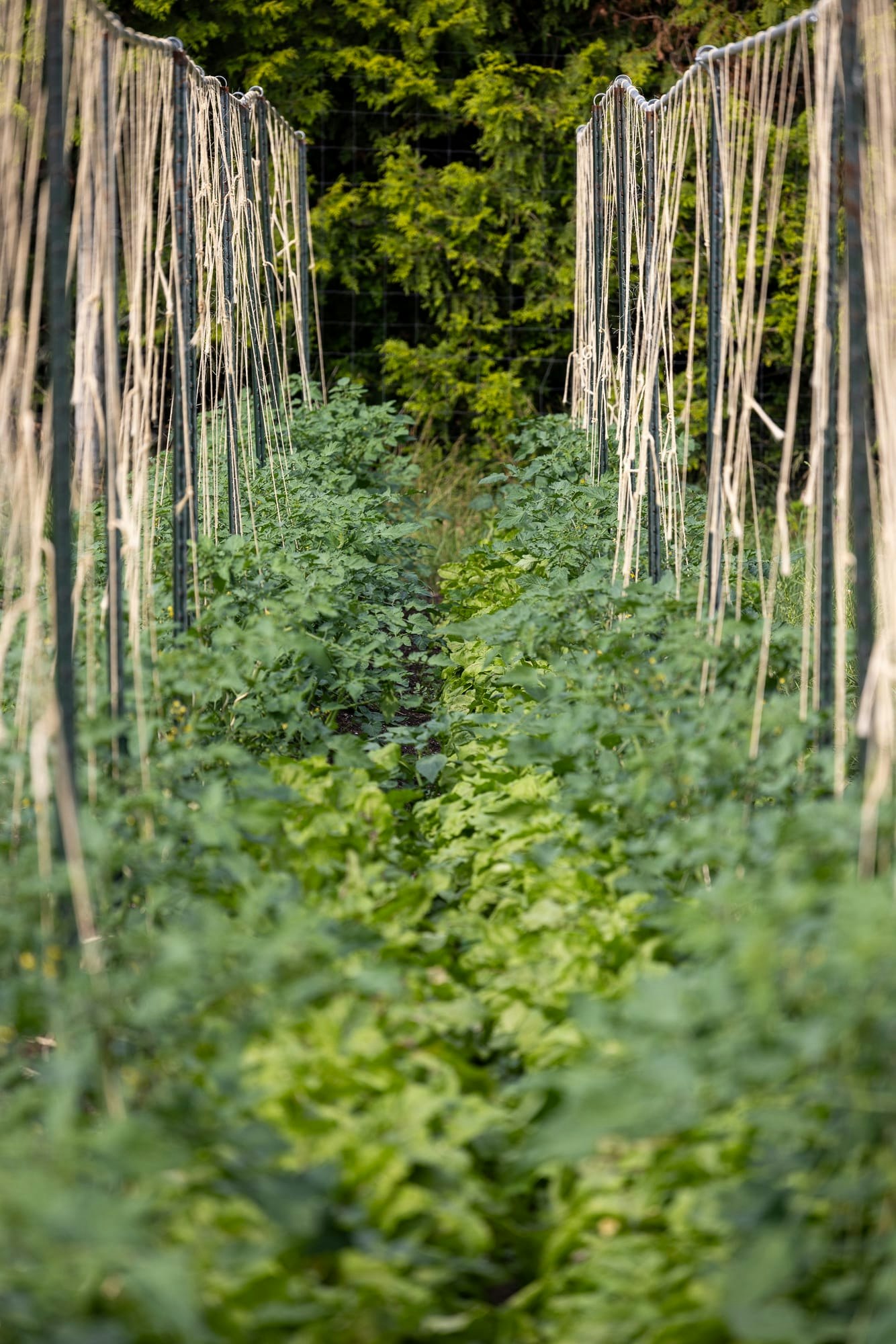 East End Food - Food Hub - Food Field