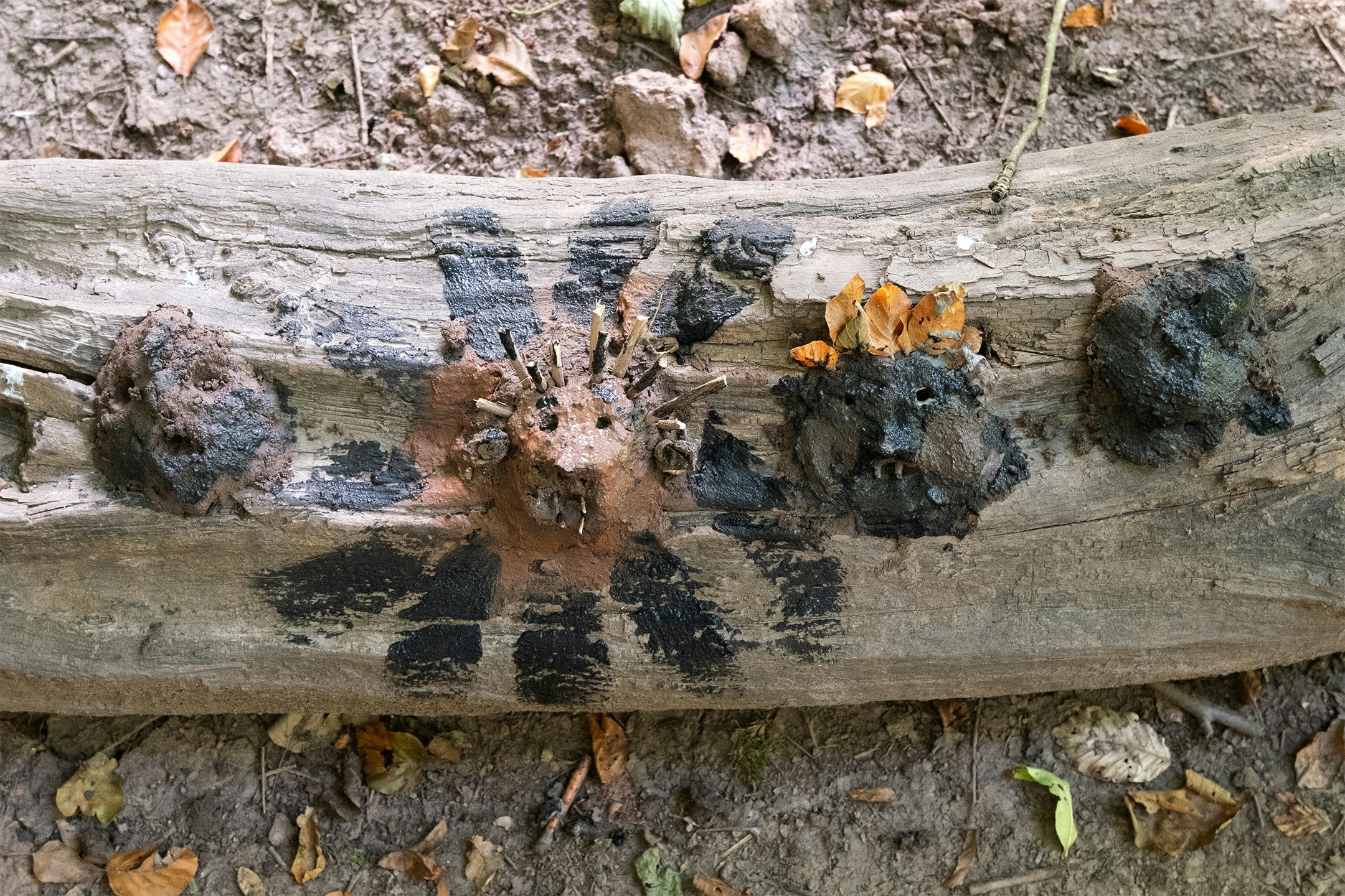 Gesichter aus Lehm auf einem Baumstamm geformt. Es ist mit verschiedenen Erdfarben angemalt.