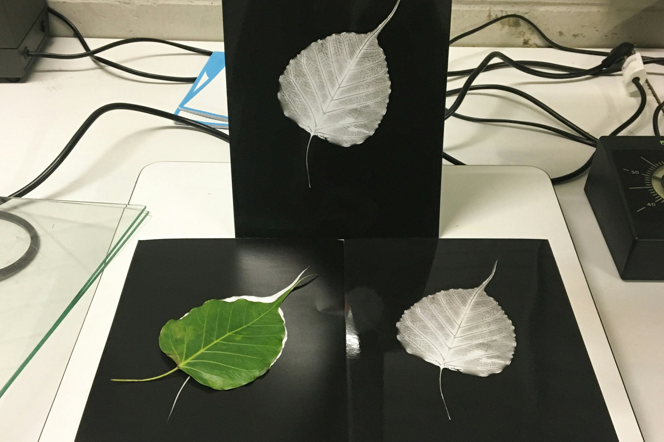 Blätter, Belichtung, analoge Fotografie