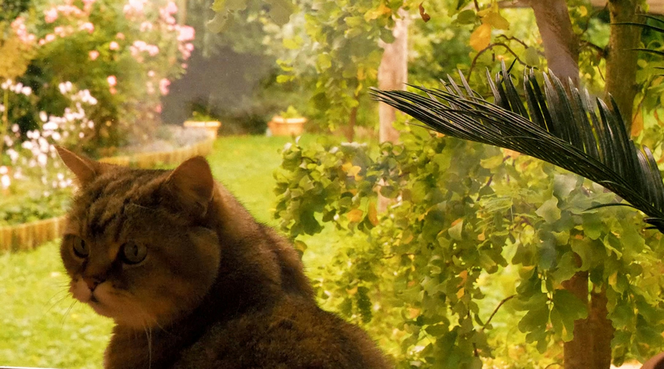 Michelle Marti Videostill Katze