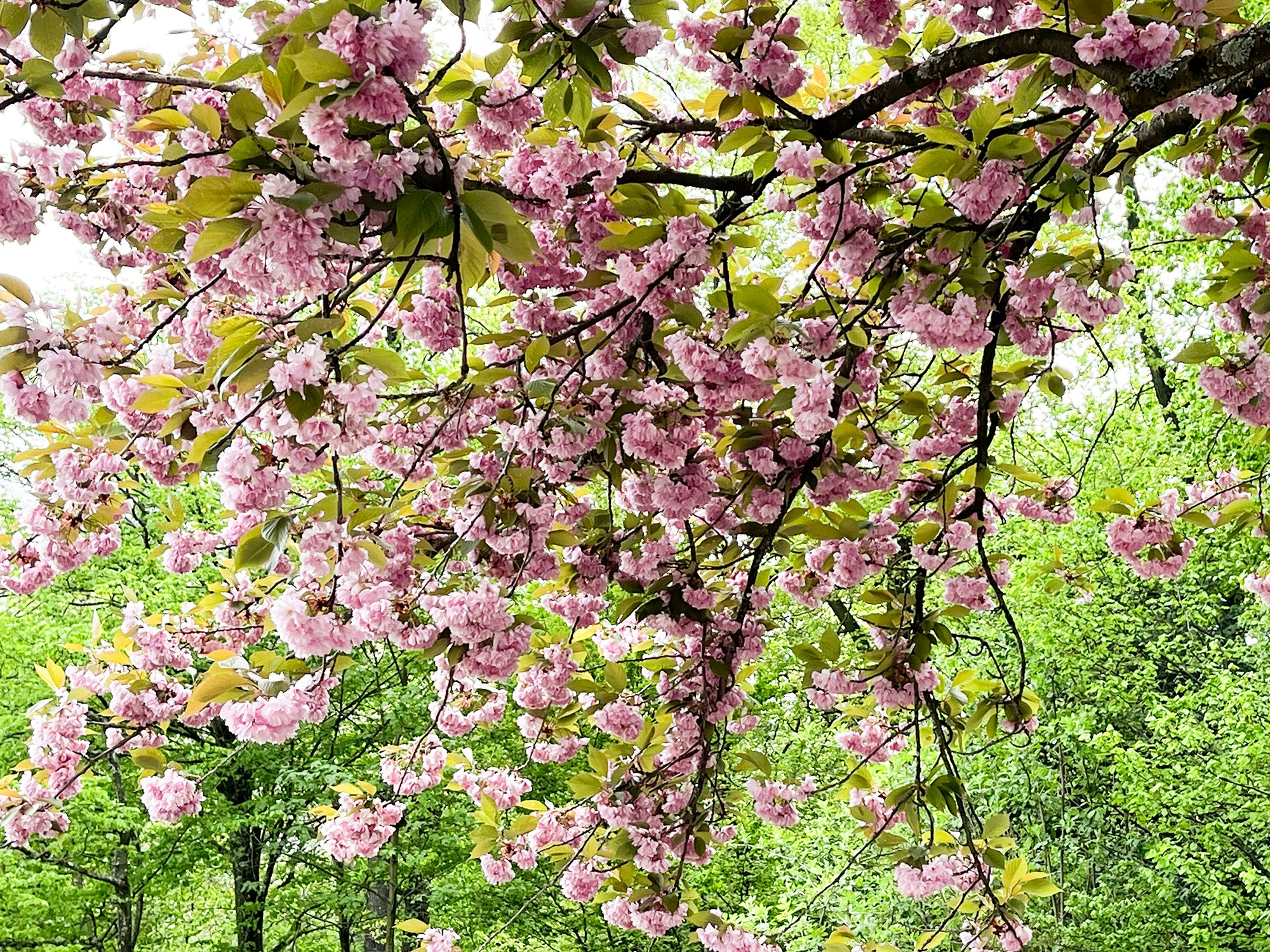 Patricia Gerhards Diplomarbeit HF TD