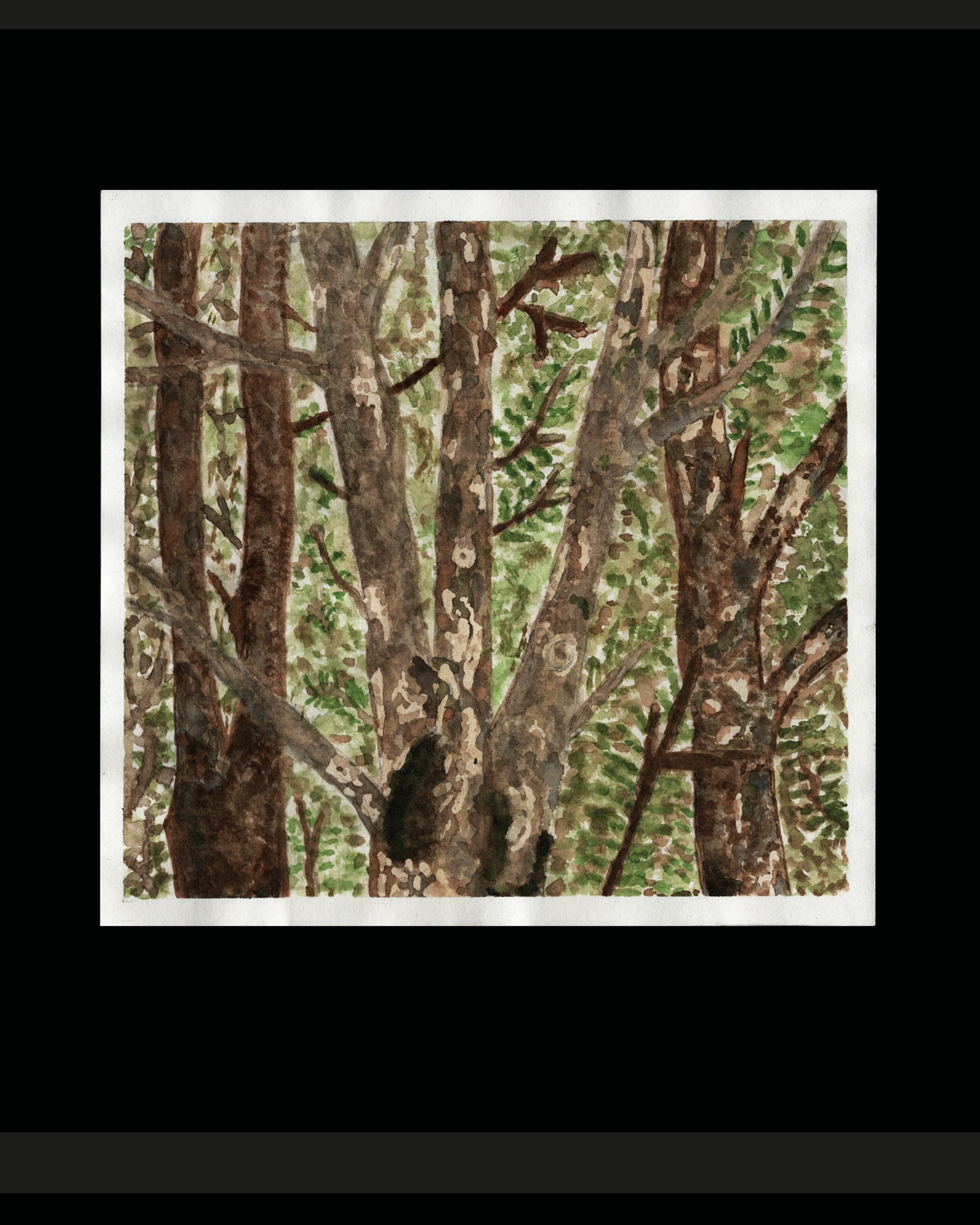 David Hirschi Malerische Arbeiten zum Thema Wald