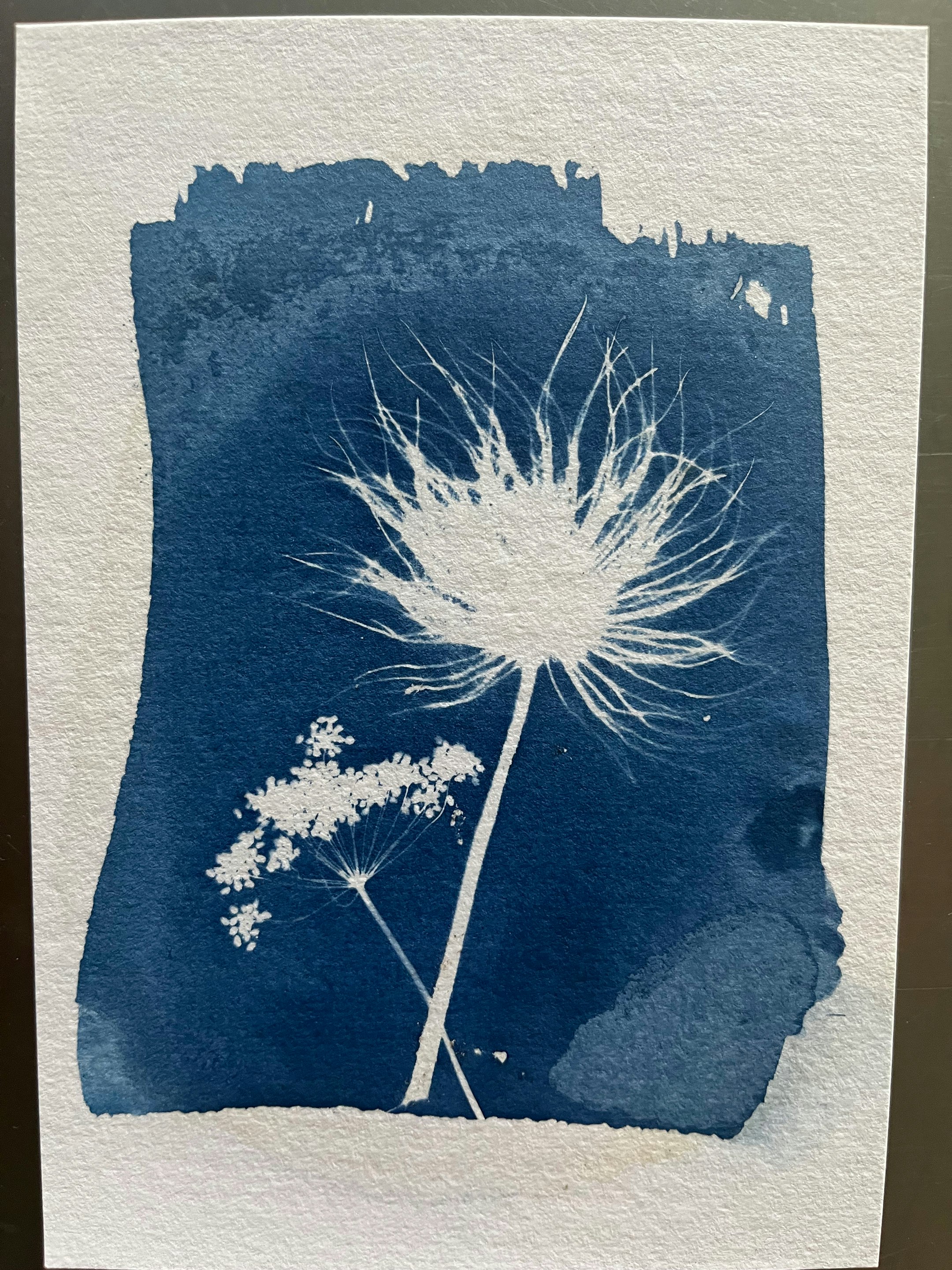 Cyanotypie einer Blume