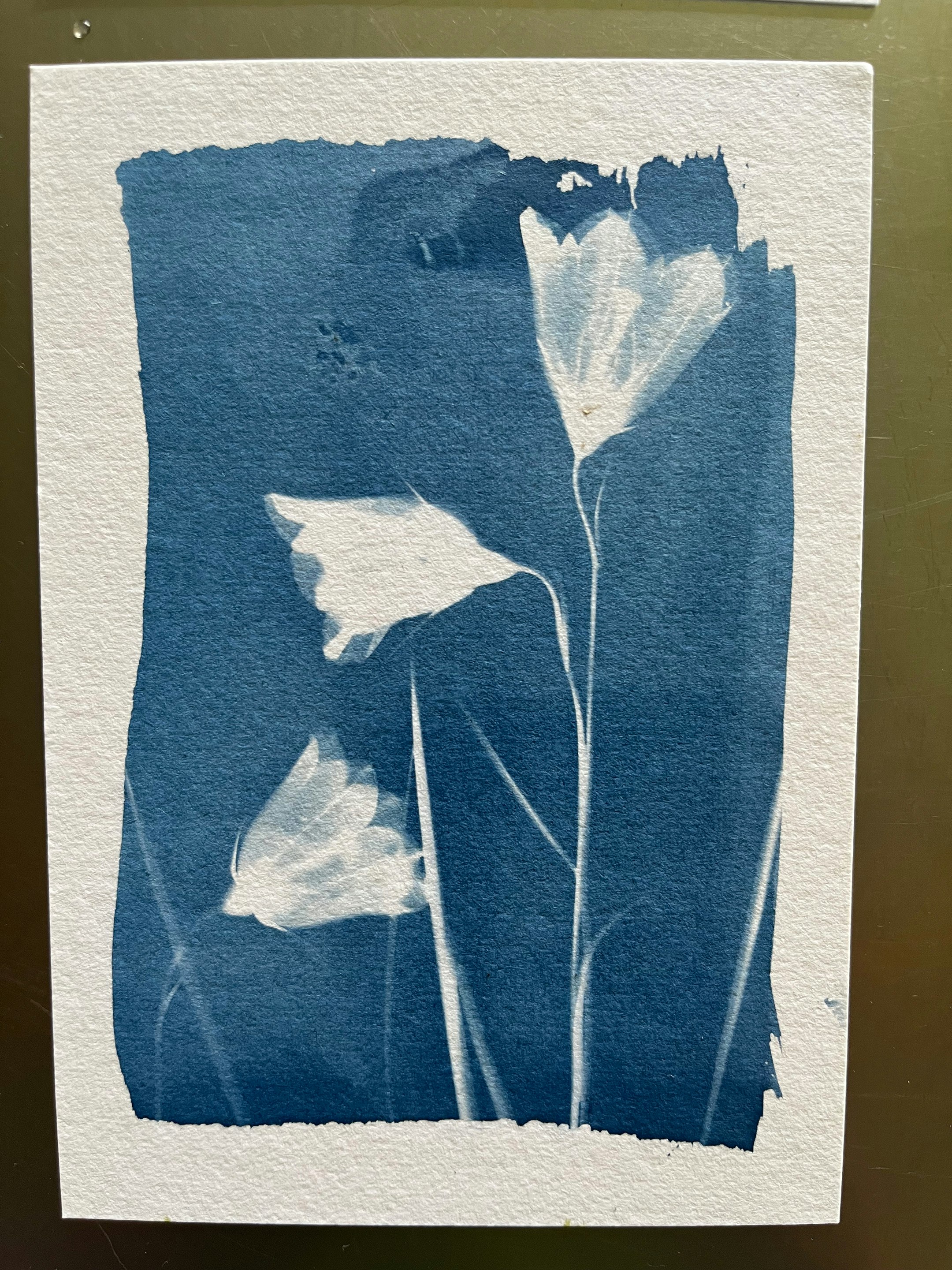 Cyanotypie einer Blume