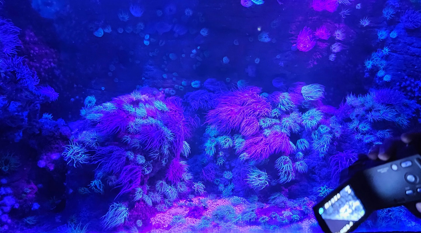 Foto