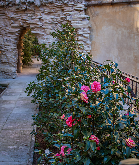 The Garden of the Camellias
