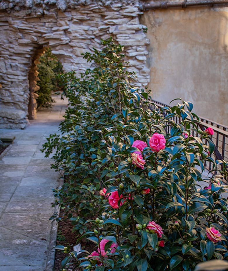 The Garden of the Camellias The Garden of the Camellias