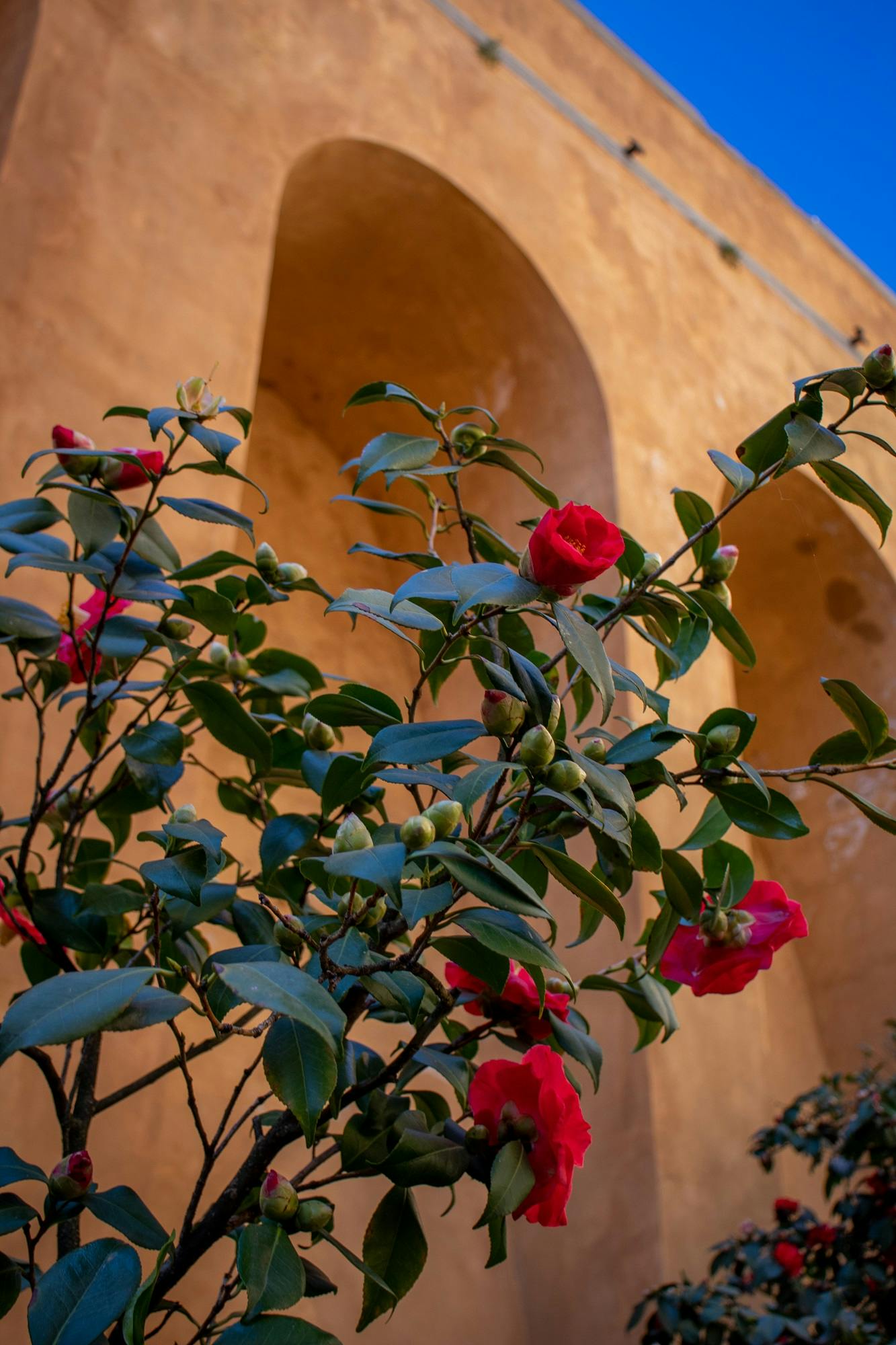 The Garden of the Camellias