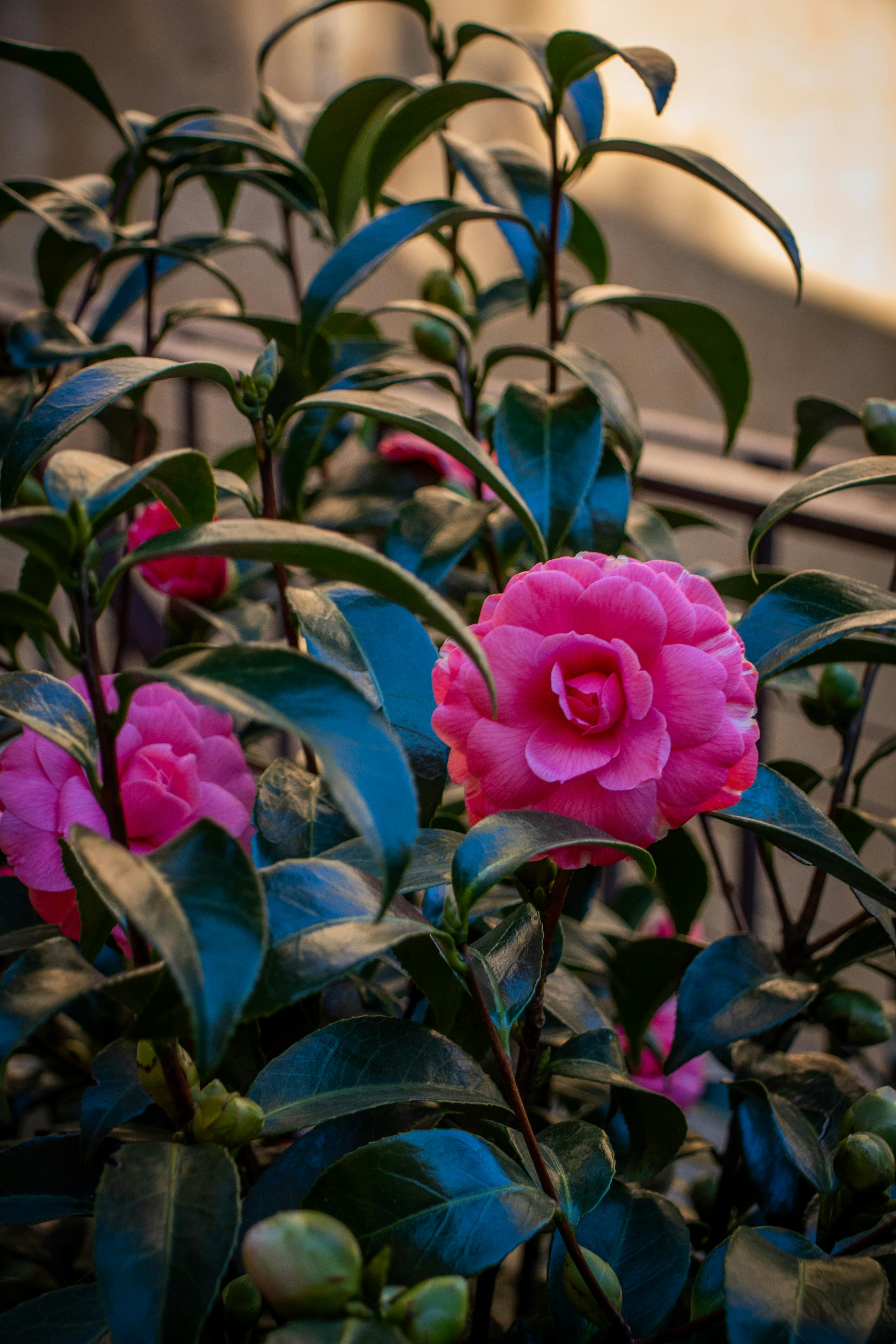 Il Giardino delle Camelie