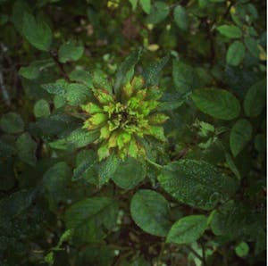 Rosa Viridiflora