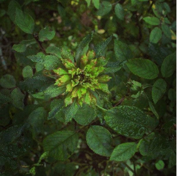 Rosa Viridiflora