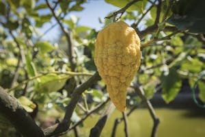 Citrus Medica Florentina