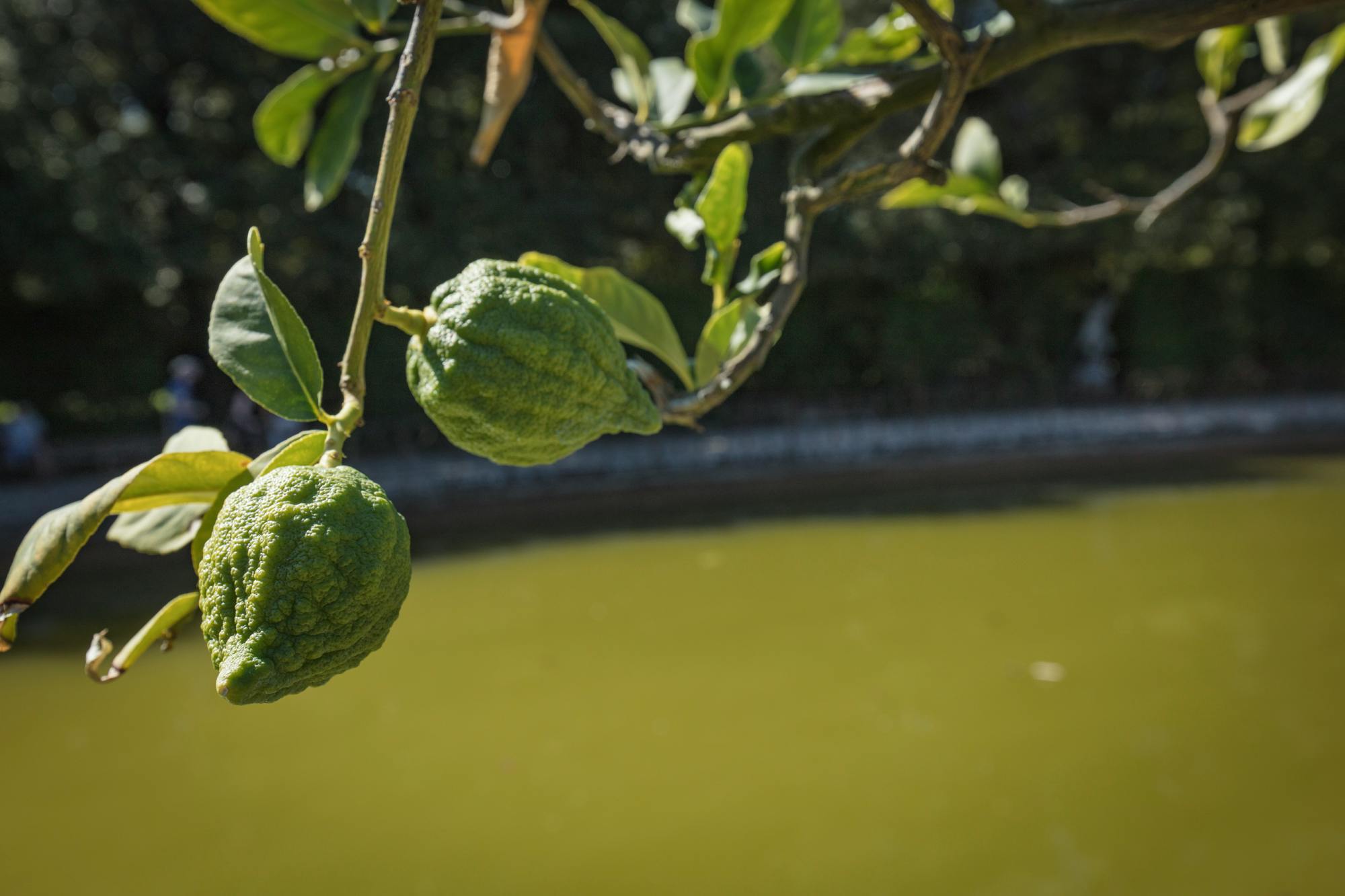 Citrus Medica Florentina