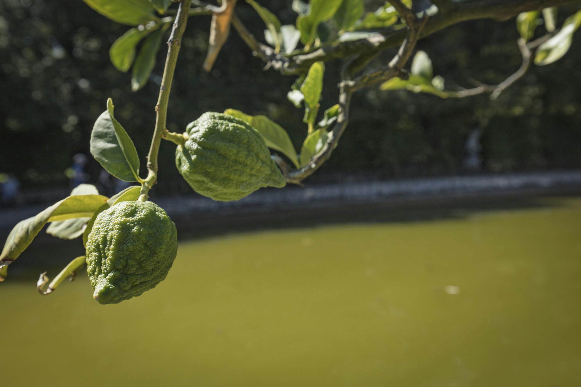 Citrus Medica Florentina